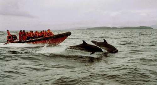 Delfines y ballenas en los mares griegos